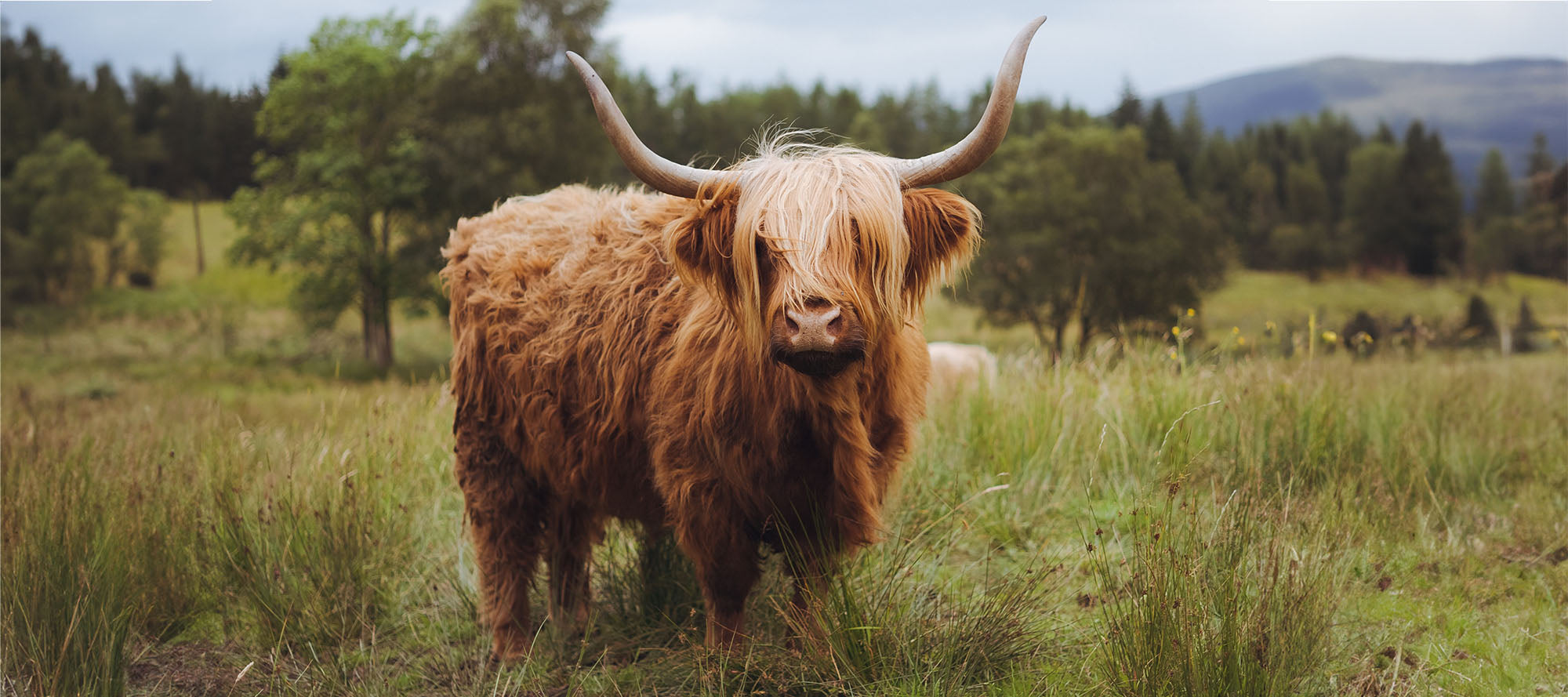 Merchandise MÓR Meats